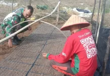 Manfaatkan Lahan Sederhana, Petani Subulussalam Rintis Usaha Semangka