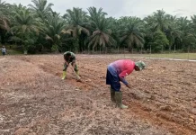 Dorong Produktivitas Pertanian, Prajurit TNI Olah Lahan Petani