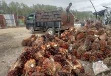 Akhir Pekan Pertengahan Agustus, Harga Sawit di Singkil Stabil