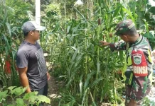 Dari Pekarangan Rumah, Warga dan Babinsa Perkuat Ketahanan Pangan