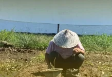 Gagal Panen Akibat Banjir, Rutan Singkil Perkuat Pertanian untuk Ketahanan Pangan