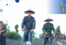 Perkuat Ketahanan Pangan, Pemkab Aceh Selatan Kembangkan Tanaman Padi Gogo