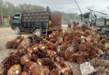 Harga TBS Sawit di Aceh Singkil Stabil Awal September