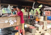 Harga Daging Ayam Ras di Aceh Singkil Rp53 Ribu Per Kilogram