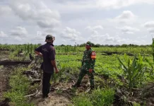 Prajurit TNI Subulussalam Kawal Ketahanan Pangan Lewat Komsos Petani