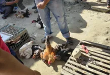 Harga Ayam Broiler Mahal, Warga Beralih ke Ayam Kampung