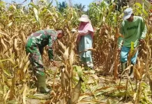 Warga di Subulussalam Genjot Produksi Jagung Tingkatkan Ekonomi