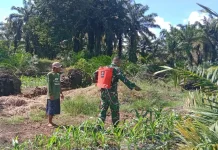 Cegah Gagal Panen, TNI Subulussalam Gencarkan Penyemprotan Lahan Jagung Warga