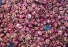Cek Harga Bawang di Aceh Singkil Sabtu 12 September 2026