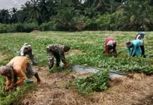 Petani Bersama TNI di Subulussalam Optimalkan Penyerbukan Semangka Non Biji
