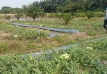 Petani Aceh Singkil Sukses Terapkan Tumpang Sari Semangka-Sawit