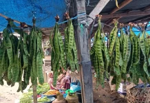Pasokan Melimpah, Segini Harga Petai di Aceh Singkil