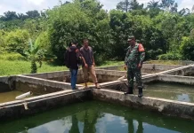 TNI Dampingi Pengecekan Benih Ikan di Subulussalam untuk Perkuat Pangan Lokal