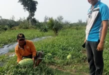 Petani Semangka di Aceh Singkil Targetkan Panen 10 Ton Bulan Ini