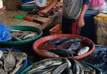 Update Harga Ikan di Aceh Singkil, Tongkol Rp50 Ribu Per Kilogram