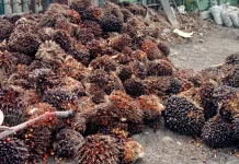 Harga Sawit di Singkil tembus Rp2.900 per kilogram