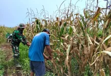 Genjot Hasil Pertanian, Petani di Rundeng Subulussalam Genjot Panen Jagung