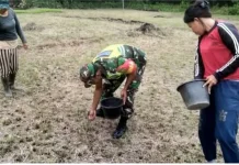 Sinergi Hijau di Sukamakmur, ketika TNI dan Petani Bersatu Amankan Pangan