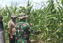 Dorong Ketahanan Pangan, Prajurit TNI Subulussalam Dampingi Petani Jagung