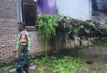 Angin Kencang Robohkan Pohon di Simpang Kanan, Satu Rumah Penduduk Rusak Berat