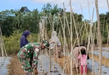 TNI-Petani di Subulussalam Kolaborasi Perkuat Ketahanan Pangan