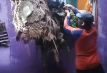 Pohon Tumbang Timpa Rumah Warga di Singkil
