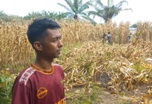 Minim Alat Pemipil Petani Penanggalan Terpaksa Jual Tengkulak
