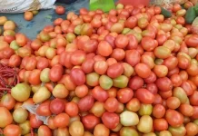 Harga Tomat di Singkil Tembus Rp15 ribu/kilogram