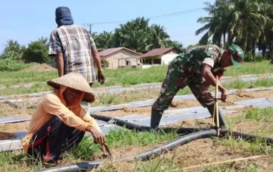 Petani dan TNI Subulussalam Sinergi Bangun Irigasi Lahan Pertanian