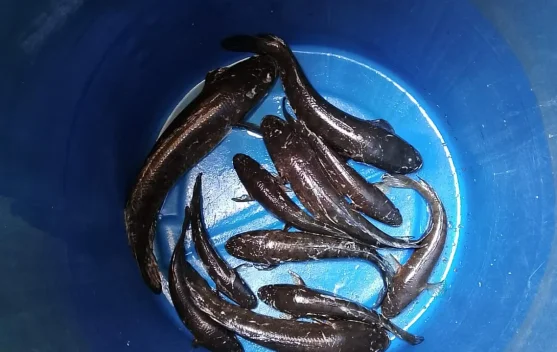 Populasi Gabus Melimpah, Pemancing di Singkil Ketiban Rezeki