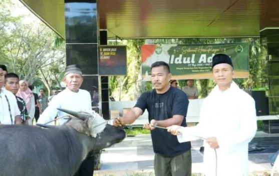 Dandim Aceh Singkil Serahkan Satu Ekor Sapi Kurban