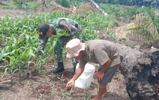 Dongkrak Produktivitas Jagung, Petani Sikalondang Pacu Pemupukan