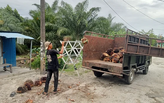 Harga TBS, Sawit di Singkil Stabil