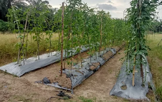 Tanaman Palawija Petani di Singkil Dirusak Monyet Liar