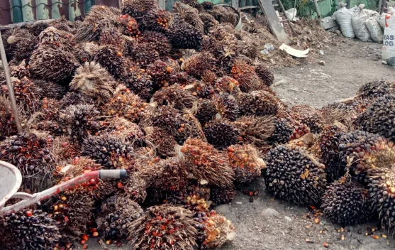 Pengepul Sawit di Singkil Terancam Merugi Akibat Aturan Baru PKS