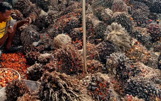 Cerita Buruh Kebun Sawit di Singkil, Menggantungkan Hidup dari Biji Berondolan