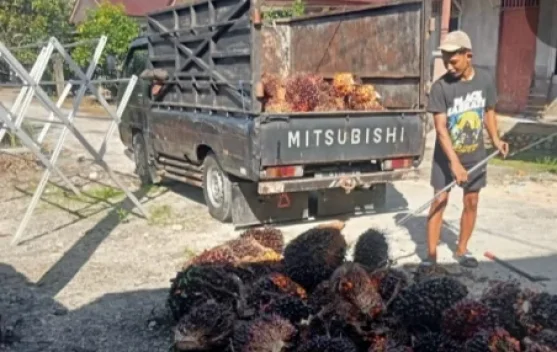 Petani Sawit di Singkil Tersenyum, Harga Sawit Kembali Melejit