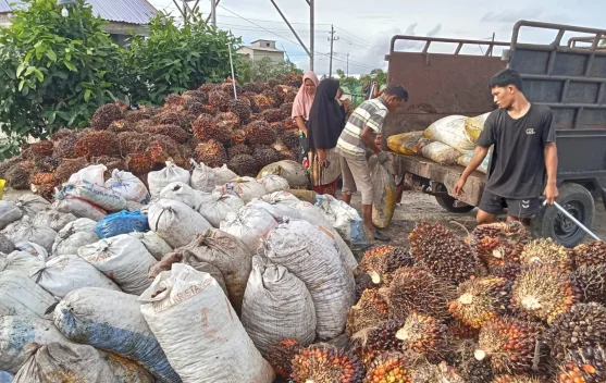 Harga TBS Sawit di Aceh Singkil Stabil, Rp2.700 Per Kilogram