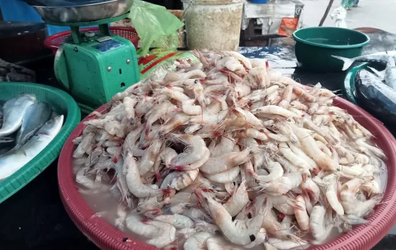 Harga Udang di Aceh Singkil Rp65 ribu Per Kilogram