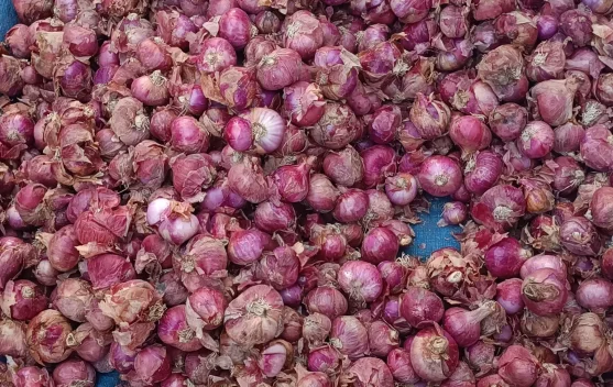 Cek Harga Bawang di Aceh Singkil Sabtu 12 September 2026