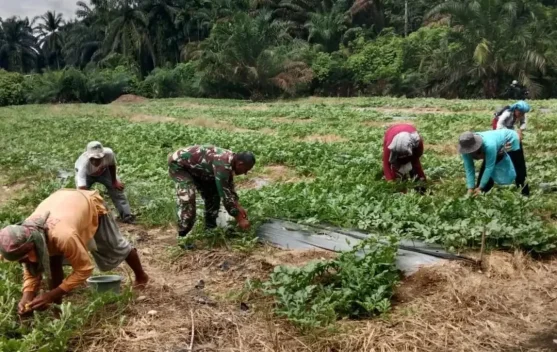 Petani Bersama TNI di Subulussalam Optimalkan Penyerbukan Semangka Non Biji