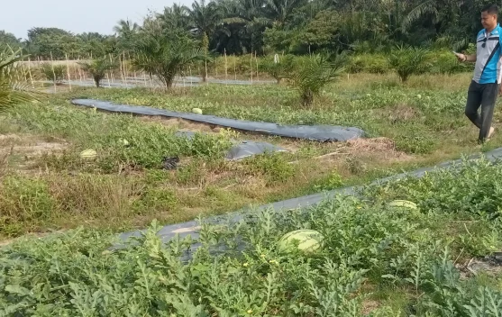 Petani Aceh Singkil Sukses Terapkan Tumpang Sari Semangka-Sawit