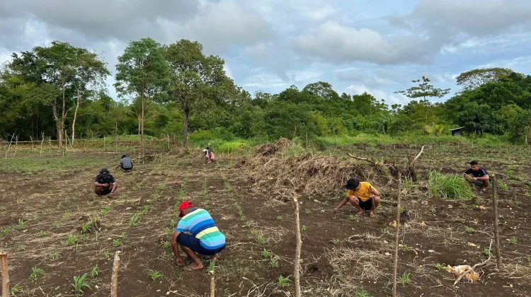 Terjun ke Kebun, Cara Polsek Tanimbar dukung Ketahanan Pangan
