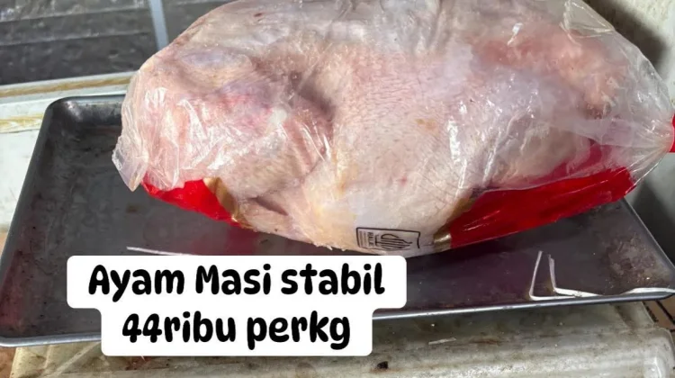 Harga Ayam Potong jelang Ramadan di Ambon Masih Stabil