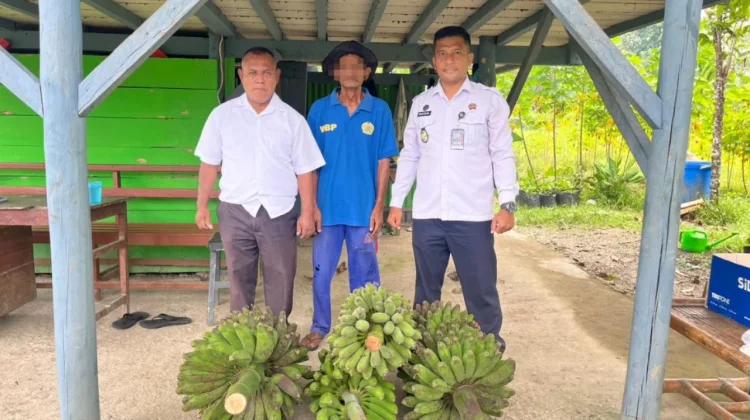 Kebun Kemandirian Lapas Piru Dukung Ketahanan Pangan