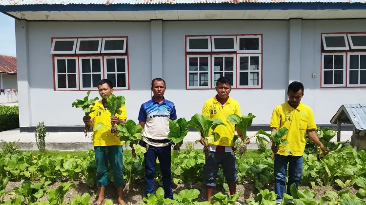 Berkah Ramadan,Lapas Namlea Panen Sawi dan Kangkung Segar