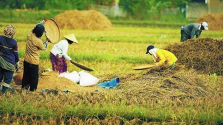 Produksi Beras Maluku Naik, Lahan Sawah Dimaksimalkan