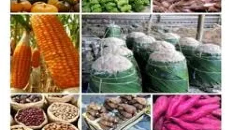 Kurangi Ketergantungan Beras, Pemerintah Dorong Konsumsi Pangan Lokal Maluku