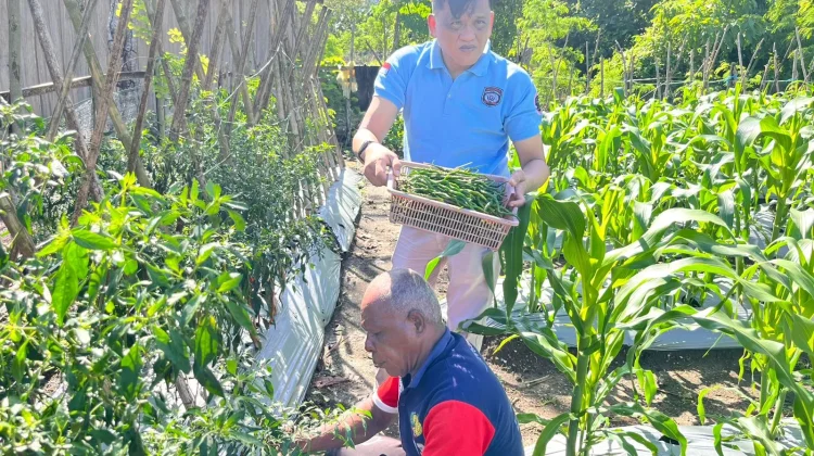 Panen Cabe Segar, Lapas Wahai Dukung Kemandirian Pangan Selama  Ramadan