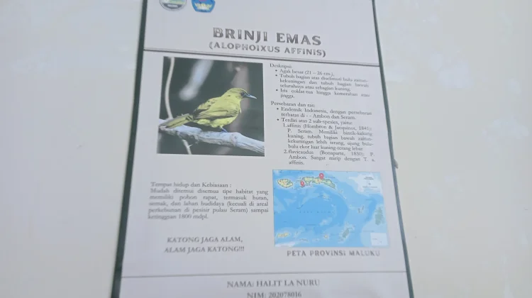 Brinji Emas, Burung Endemik Maluku